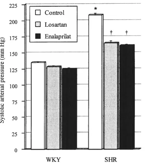 fig 5. Systolic arterial blood pressure measured by tail-cuff plethysmography in WKY and SHR untreated (control) and treated with losartan or enalaprilat (5 or 1 mg/kg/day, respectively) by subcutaneous osmotic pumps for a period of