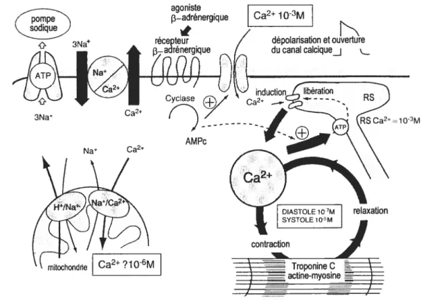 Figure 2: Ensemble des flux calciques dans les cardiomycocytes. Les ions calciques entrent dans la cellules par les canaux calciques de type L sensibles au voltage; ce calcium peut agir comme inducteur de la libération d’ions calciques du réticulum plasmiq