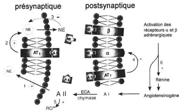 Figure 3: Interactions entre te système rénine-angiotensine et le système nerveux sympathique au niveau de la terminaison nerveuse, sur les sites pré- et postsynaptiques