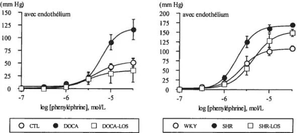 Figure 4: Courbes dose-réponses à la phényléphrine (0.1 - 10 .tmolL’) dans des lits vasculaires mésentériques prétraités avec de l’indométhacine, dont l’endothélium est intact.