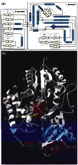 Figure  1.  Structure secondaire et tertiaire du  cytochrome P450  Source : http://genomebiology.com/2000/ 1 /6/reviews/3003 