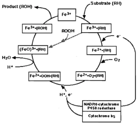Figure 3.  Formation de dérivés radicalaires de l'oxygène et court-circuit du  peroxyde  Source: http://zoology.muohio.edu/ 