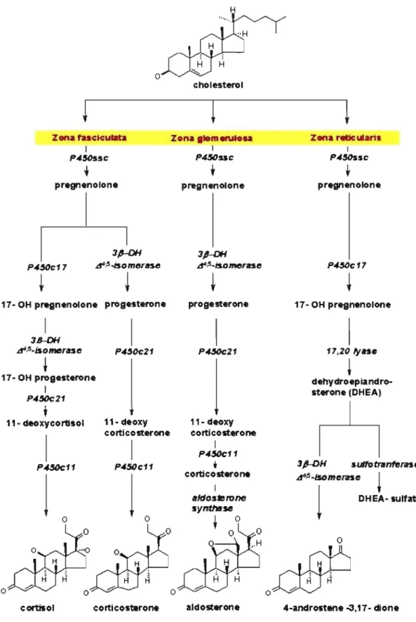 Figure 6.  Rôle des CYP dans la synthèse des différentes hormones stéroïdiennes. 