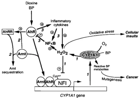 Figure  10.  Activation et rétro-inhibition  de la transcription du  CYP1A  Source: Barouki  &amp;  Morel, Biochem Pharmaco12001, 61  :511-6 