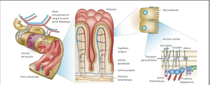 Figure 2. L’intestin humain absorbe les nutriments et forme une barrière 