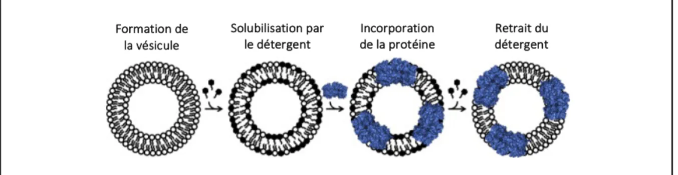 Figure 7. Processus de reconstitution de protéoliposomes 