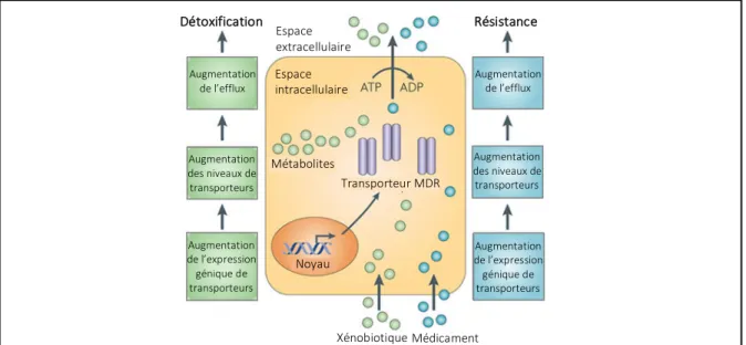 Figure 8. Les transporteurs ABC et leur implication dans la résistance aux médicaments   Les protéines ABC protègent les cellules contre les molécules toxiques endogènes ou exogènes  qui peuvent entrer par diffusion ou par l’influx actif