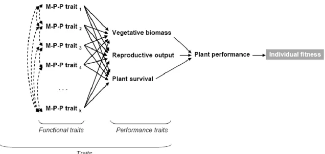 Figure 1.  Paradigme de la performance chez un individu, d'après Arnold's (1983)  M-P-P : morphologique physiologique et phénologique
