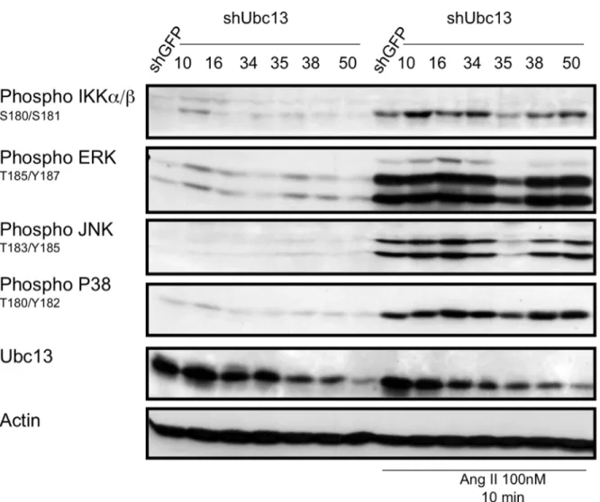 Figure  10 :  La  diminution  de  l’expression  protéique  d’Ubc13  n’a  pas  d’effet  sur  l’activation des voies MAPKs par phosphoblot dans des CMLV exposées à l’Ang II, à  l’exception de la population 35