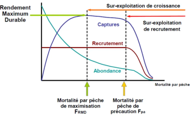Figure 5 : Le Rendement Maximal Durable 