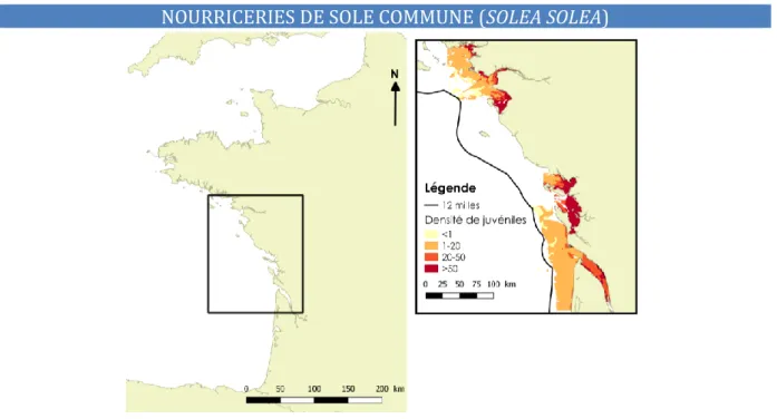 Figure 25 : Habitat préférentiel de juvéniles nés dans l’année de Solea solea  Campagnes :   NURSE, DCE, Bio-littoral 