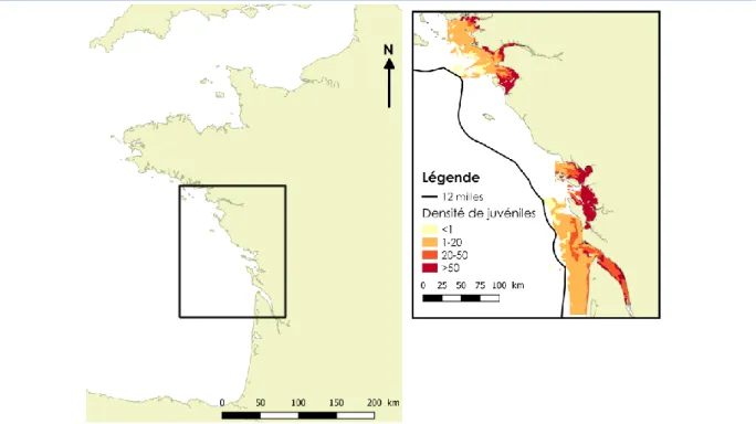 Figure  28 :  Habitat  préférentiel  de  juvéniles  nés  dans  l’année  de  D.cuneata,  P.platessa,  S.solea 