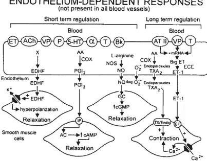Figure 1: Les différents facteurs relaxants et contractants dépendants de Uendothélium