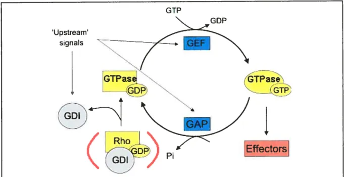 Figure 4 : Cycle d’activationhinactivation générales des GTPases.
