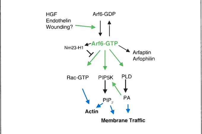 Figure 5 : Les protéines et les voies de signalisation affectées par ARF6.