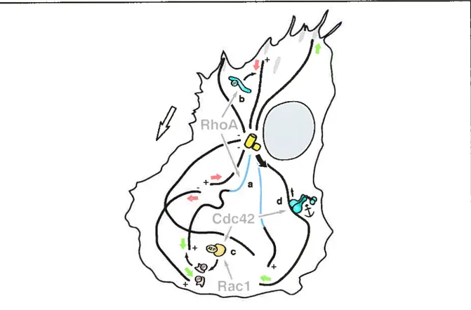 Figure 9: Rôle des Rho GTPases dans la migration cellulaire.