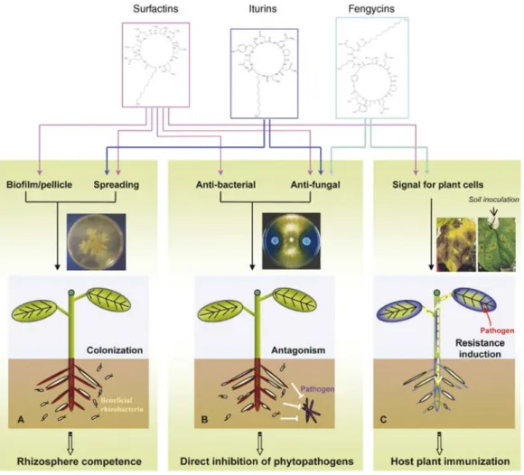 Figure 2.2-1. Activités des lipopeptides bactériens dans le contexte du contrôle biologique des maladies des plantes  De gauche à droite, les trois photos illustrent respectivement une colonisation bactérienne, une inhibition de la croissance fongique  grâ