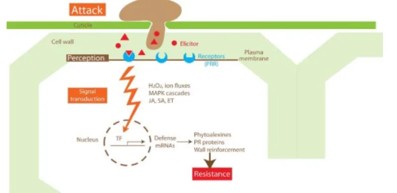 Figure 2.4-1.  Les réactions de défense des plantes   contre un agent pathogène dans le cadre de la PTI 