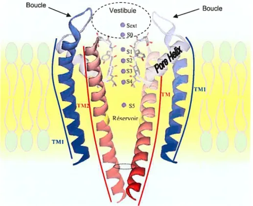 Figure 7. Représentation en mode ruban de la structure cristallographique du canal KcsA encastré dans une membrane lipidique.