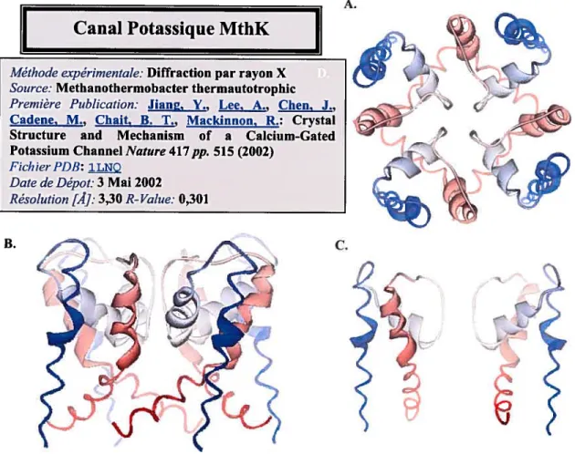 Figure 10. Représentations en mode ruban de la cristallographie du canal MthK.