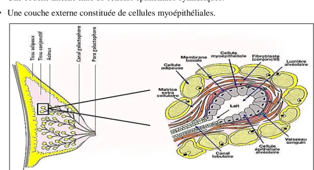 Figure I. 4: Représentation schématique d'un acinus mammaire (Delouis, 2017). 