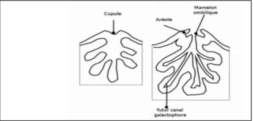 Figure I. 10 : Développement du bourgeon secondaire mammaire (Burtin ,2016).                              