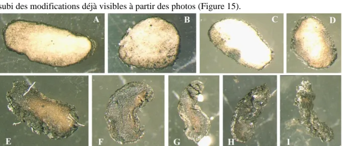 Figure  15 :  Exemple  de  photos  de  tranches  de  sclérotes  de  différentes  souches  après  3  semaines  d'incubation
