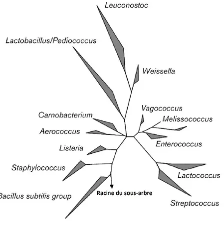 Figure  1.  Dendrogramme  ARNr  16S  de  la  position  phylogénétique  de  l’espèce  Enterococcus (adapté de Klein, 2003 [40])