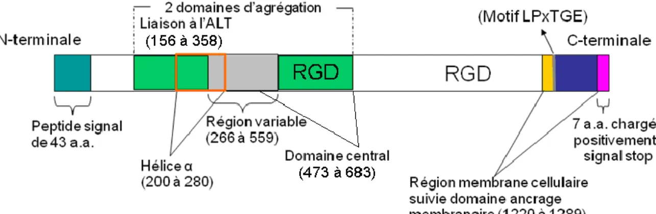 Figure 3. Organisation structurelle générale des SA des entérocoques (adapté de [101,  158-161])