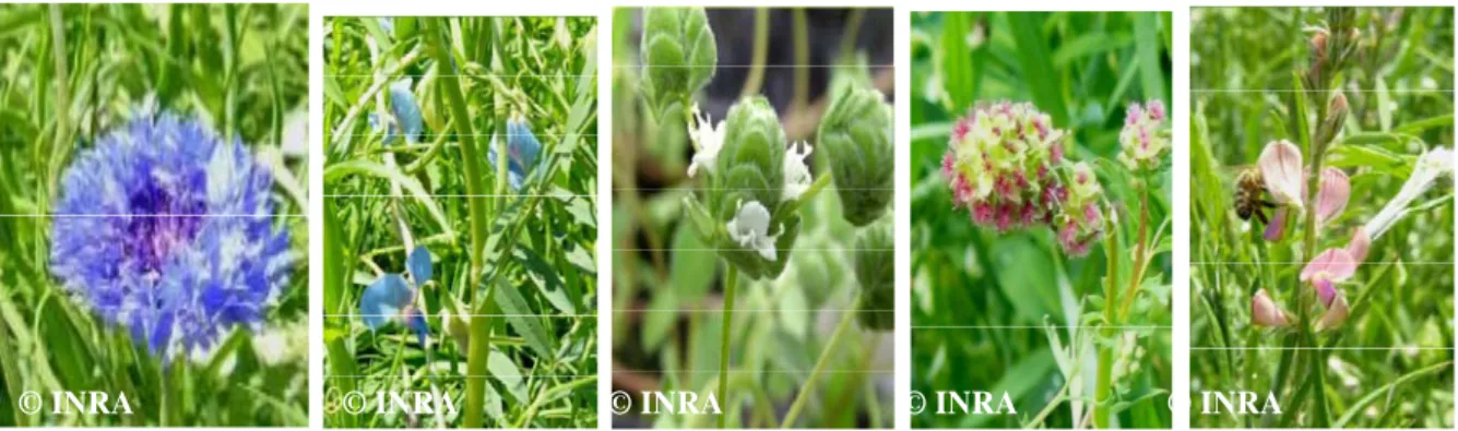 Figure  5 :  Les  différentes  espèces  de  la  bande  fleurie  (de  gauche  à  droite :  bleuet,  gesse,  marjolaine, pimprenelle et sainfoin). 