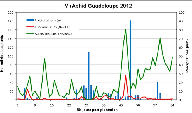 Figure  11 :  Nombre  d’individus  piégés  par  jour  en  Guadeloupe  pour  l’essai  VirAphid  2012  Piégeage par aspiration à hauteur du couvert du 23/03/12 au 25/05/12 
