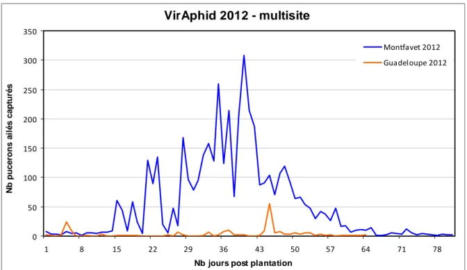 Figure  12 :  Comparaison  multisite  (Guadeloupe  et  Montfavet)  des  dynamiques  de  populations de pucerons ailés observées pour les essais VirAphid 2012 