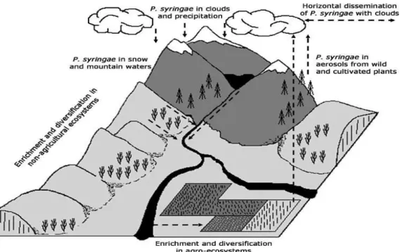 Figure 4 : Cycle de vie hypothétique de  P. syringae (d’après Morris et al., 2008). Les bactéries présentent dans les  nuages sont nettoyées de l’atmosphère par la pluie et la neige
