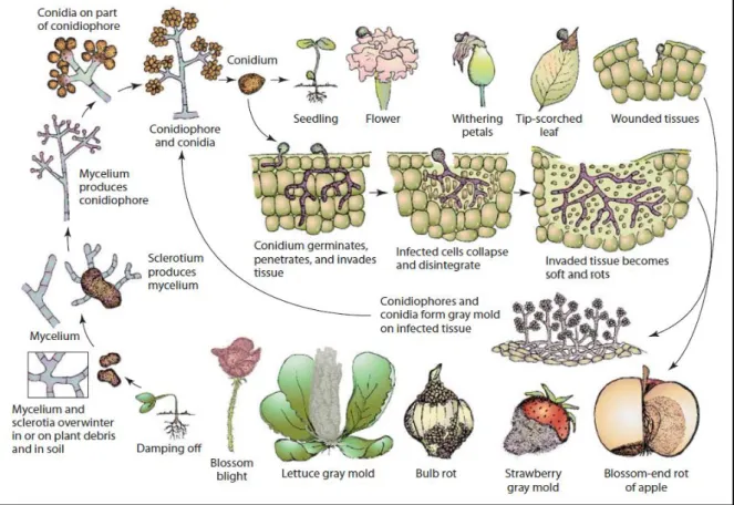 Figure 6 : Cycle de développement (production asexuée) de Botrytis cinerea sur différentes cultures (d’après Agrios,  2005)