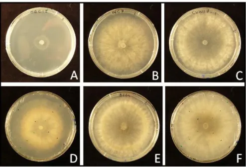 Figure 11 : Exemples de développement mycélien de  Botrytis cinerea sur milieu Potato Dextrose Agar en boîte de  Pétri