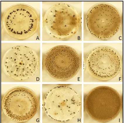 Figure 12 : Exemples de sclérotes de Botrytis cinerea obtenus sur milieu Potato Dextrose Agar en boîte de Pétri