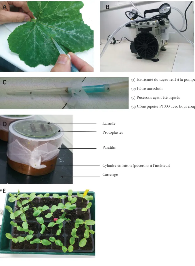 Figure 4 : Le test de transmission à partir des protoplastes. (A) Récolte de pucerons sur feuille de courgettes ; (B) Pompe à vide pour récolter les pucerons ; (C) Montage pour aspirer les pucerons ; (D) dispositif d ac uisition ; (E) plantes tests dans un