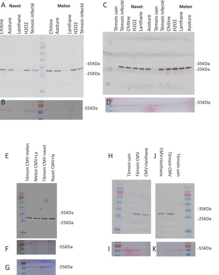 Figure 19: Effet des différents traitements sur la migration de la protéine de capside en SDS-PAGE