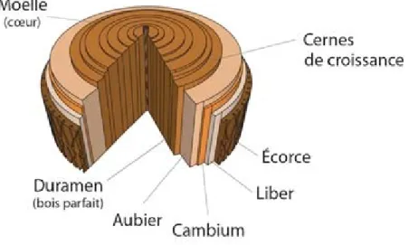 Figure 1.3 :  Coupe  transversale  d’un  tronc  d’arbre  et  identification  des  différentes  couches