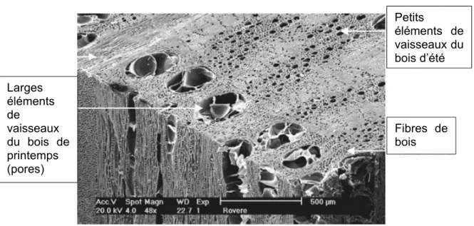 Figure 1.4 :  Image  d’une  coupe  transversale  d’un  feuillu  prise  avec  un  microscope  électronique à balayage