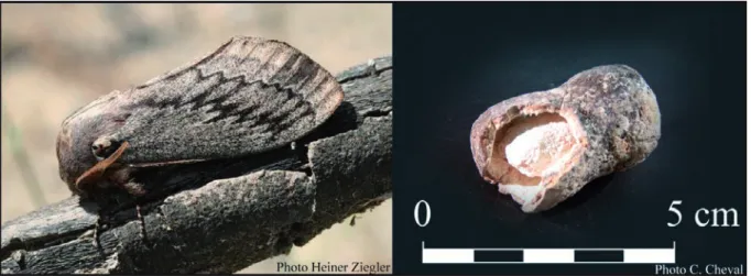 Figure 3: Pachypasa otus (L.) et le cocon d’Akrotiri