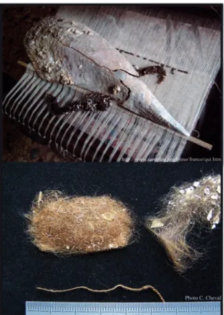 Figure 4: Pina nobilis 