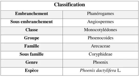 Tableau 01: La classification botanique du palmier dattier est comme suit (Munier, 1973)