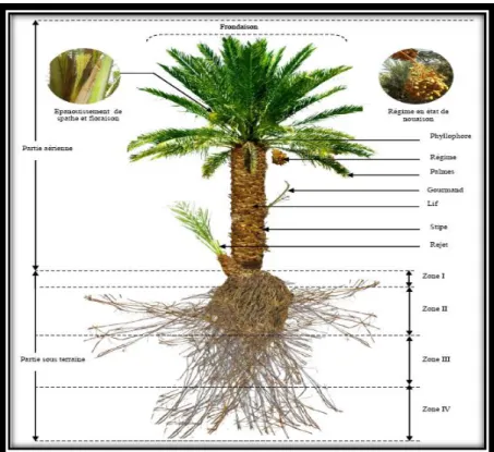 Figure 05: Morphologie de palmier dattier (Benlarbi, 2019). 