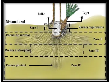 Figure 06: Différents types de racines rencontrées chez le palmier dattier (Mohammad, 2015)