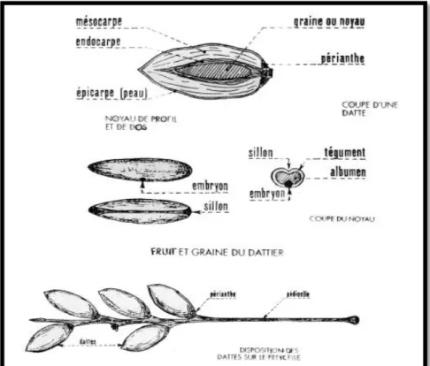 Figure 11: Morphologie et anatomie du fruit et de la graine du palmier dattier (Sedra, 2003)