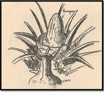 Figure 15: Le bourgeon terminal en forme de cône ou V (André, 1949). 