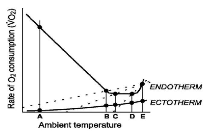 Figure 3.  Métabolisme chez les endothermes et les ectothermes en fonction de la température ambiante