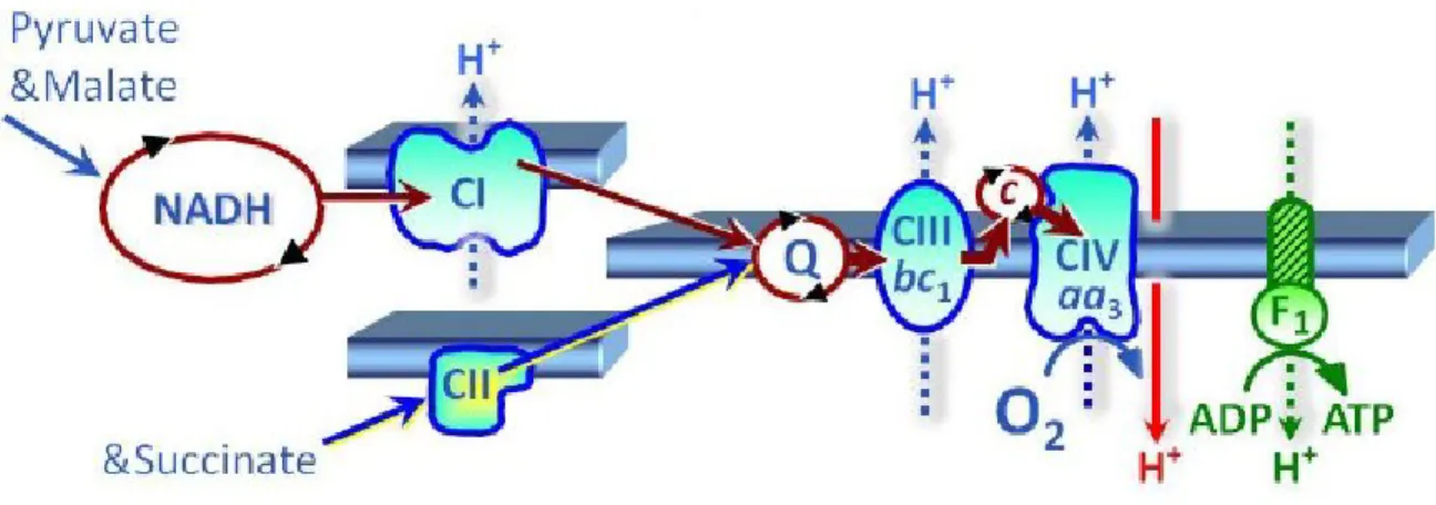 Figure 5.  Système de transport des électrons. Figure tirée de Gnaiger (2014) 