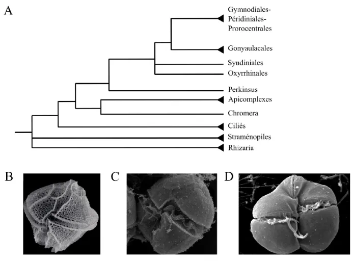 Figure 1.1. Position phylogénétique des dinoflagellés 
